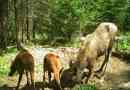 A krasnoyarsk elk életét fényképezőgépen forgatják